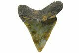 Bargain, Megalodon Tooth - North Carolina #152841-1